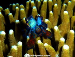 Mandarin Fish. by Gitte Bragenholt Fisker 